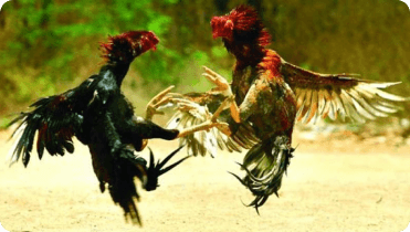 cockfighting-betting